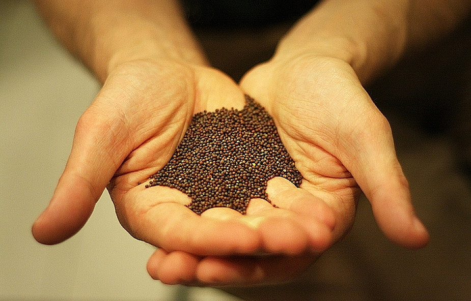 INTENCJE MSZALNE- XXVII NIEDZIELA ZWYKŁA